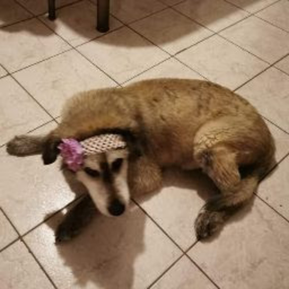 Meet your Posher, Meave - Picture 1 of 1